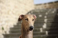 Étalon Greyhound - CH. Artemis royal bunnycatcher