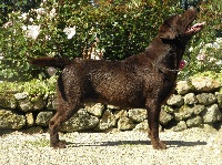 Étalon Labrador Retriever - Galila de Chantemelse