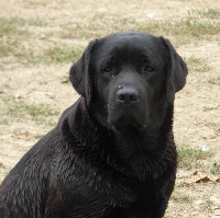 Étalon Labrador Retriever - Miss black mary de Chantemelse