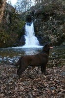 Étalon Labrador Retriever - Liberté de la Roche Dragon