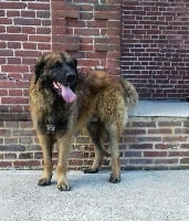 Étalon Leonberger - Isko du pont des aulnes du Pont des Aulnes