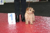 Étalon Norfolk Terrier - Miss france Du Clan De Cornaline