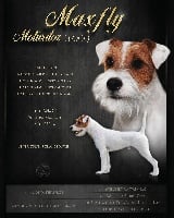 Étalon Parson Russell Terrier - Maxfly Motivator