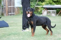 Étalon Rottweiler - Lanzza dite litzy von der Kroning Keiser