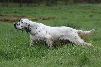 Étalon Setter Anglais - TR. Joker de la Maletiere