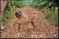 Étalon Shar Pei - lusaviva's Quelque chose de tennessee