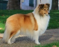 Étalon Shetland Sheepdog - Mac des Collines de Sagne