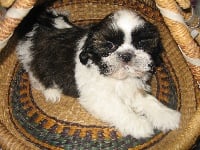 Étalon Shih Tzu - Marquise du domaine des Landes