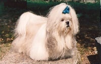 Étalon Shih Tzu - Idole du domaine des Landes