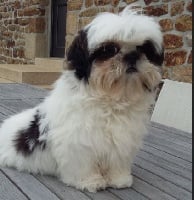 Étalon Shih Tzu - Jasmin du domaine des Landes