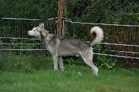 Étalon Siberian Husky - L'mac kinley of alta valley race