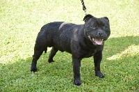 Étalon Staffordshire Bull Terrier - Quasper du Fond Touyen