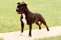 Étalon Staffordshire Bull Terrier - CH. Louna Black Bulldiamonds