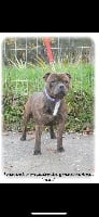 Étalon Staffordshire Bull Terrier - Ivan lester mcguire du grand Molosse