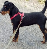 Étalon Terrier de chasse allemand - Mila Des Petites Terreurs