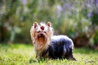 Étalon Yorkshire Terrier - Maia Des Corsaires De Kalymnos
