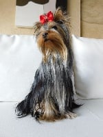 Étalon Yorkshire Terrier - Milion-lady Du domaine de monderlay