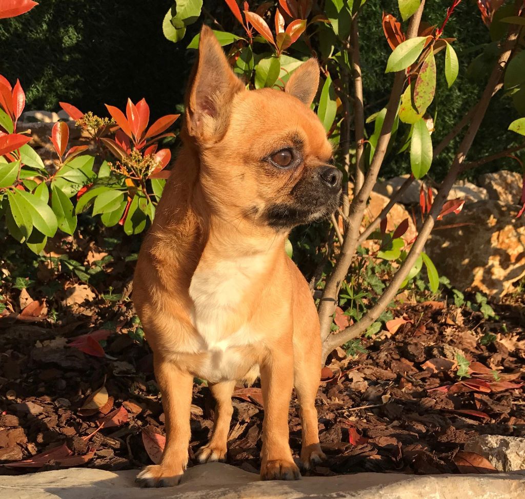 CH. Lancelot De L'Eden Des Petits Precieux