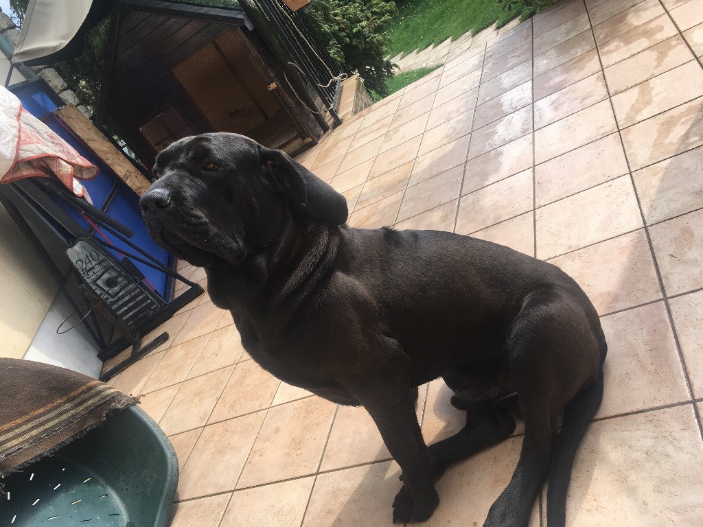 Publication : (Sans Affixe) Auteur : Seba