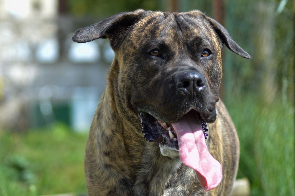 Publication : (Sans Affixe) Auteur : Doggy-life photographie