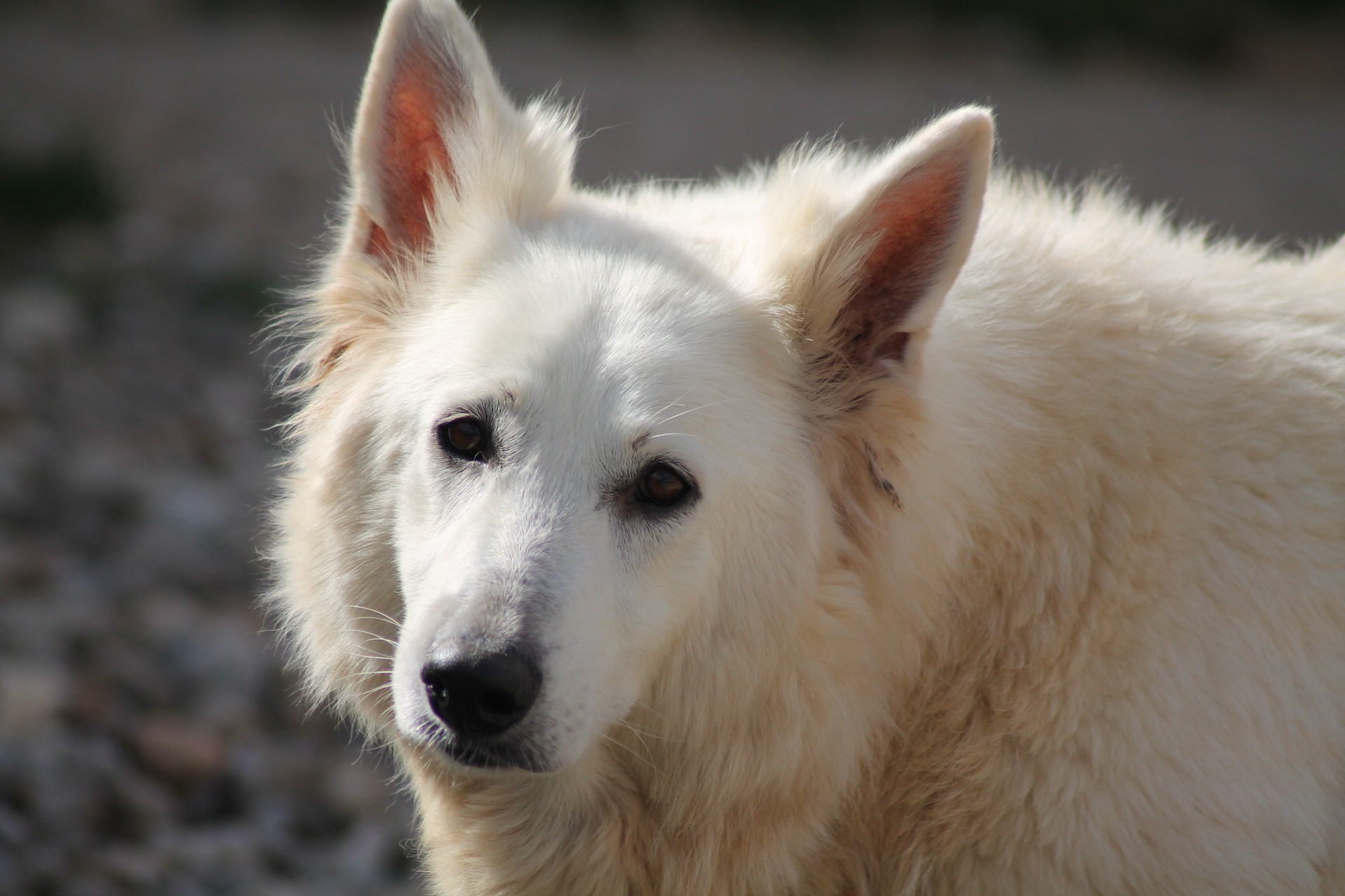 Hermine du domaine des petites pattes
