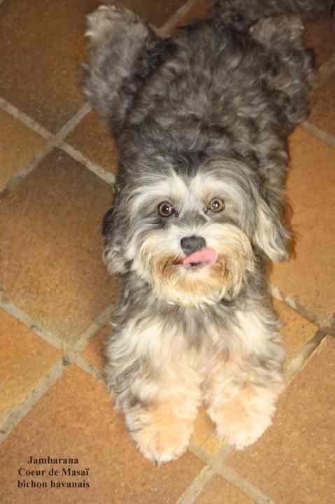 Publication : Coeur De Masai Auteur : septier garreau