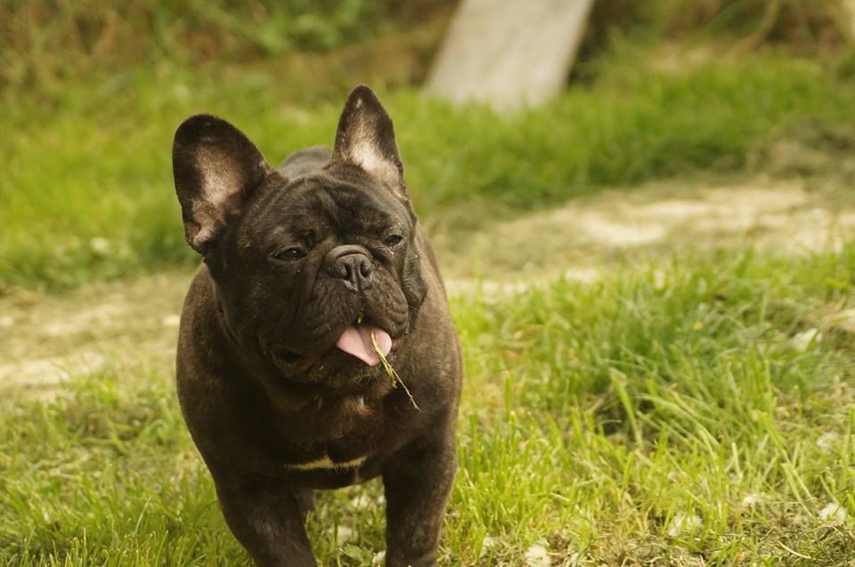 Mascotte de l'ancien Presbytère