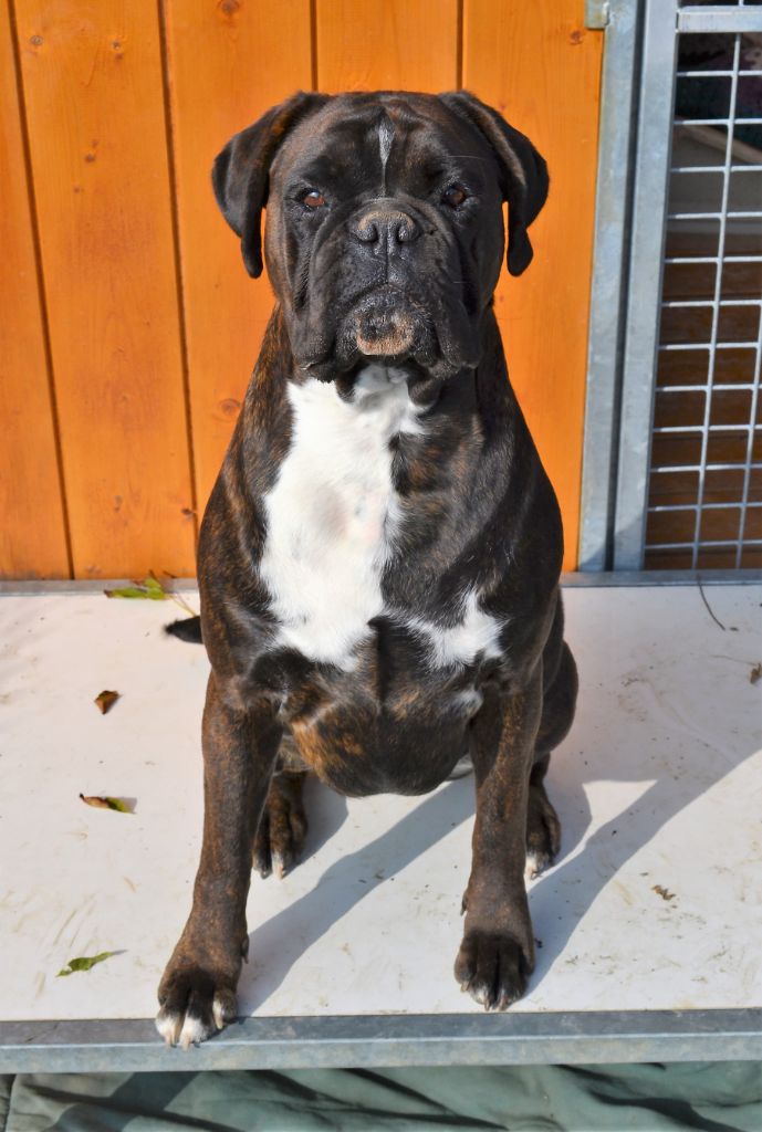 Publication : Du Chemin D'Idolyne Auteur : Philippe DUMONT