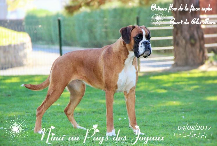 Jch nina Au Pays Des Joyaux