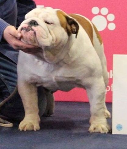 CH. Cedrik bulldog von rauscher