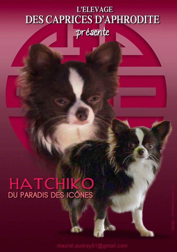 Hachiko Du Paradis Des Icones
