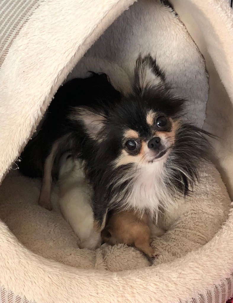 Publication : Des lianes de mysore 