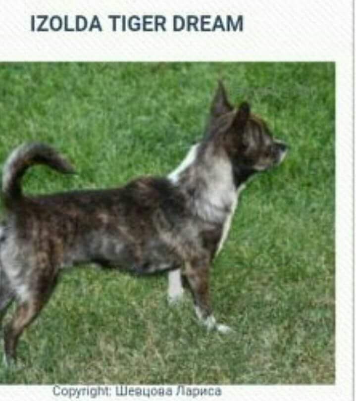 olda star Izolda tiger dream