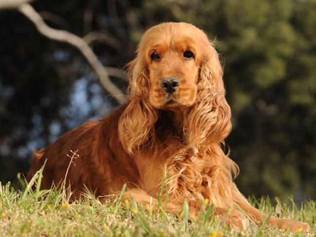 Corralet manhattan loe