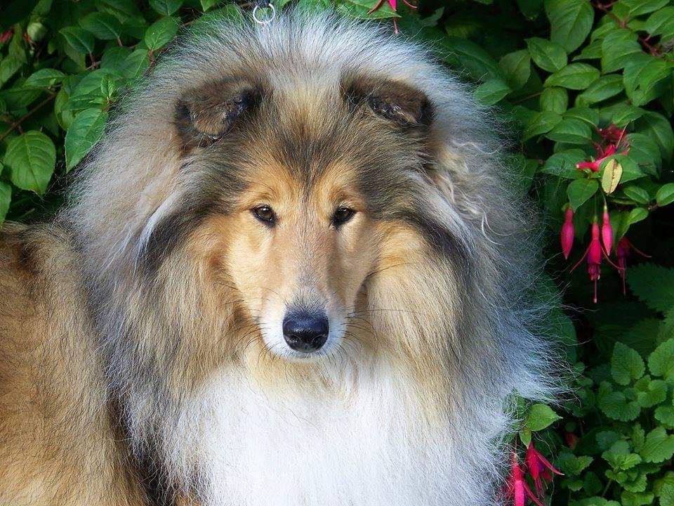 Lassie (Sans Affixe)