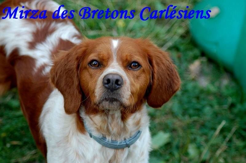 Publication : Des Bretons Carlésiens 