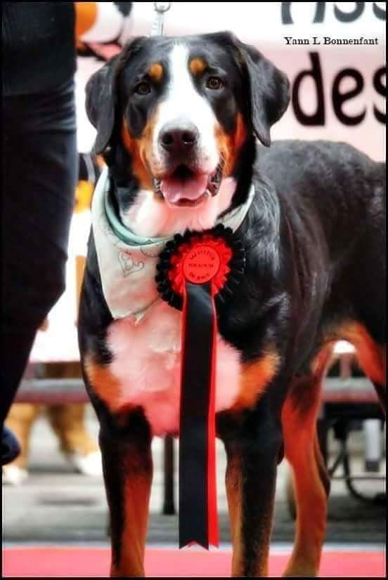 Publication : Yggdrasil Of Nephtys 