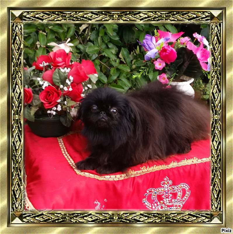 Publication : du Chateau du Ghouts 