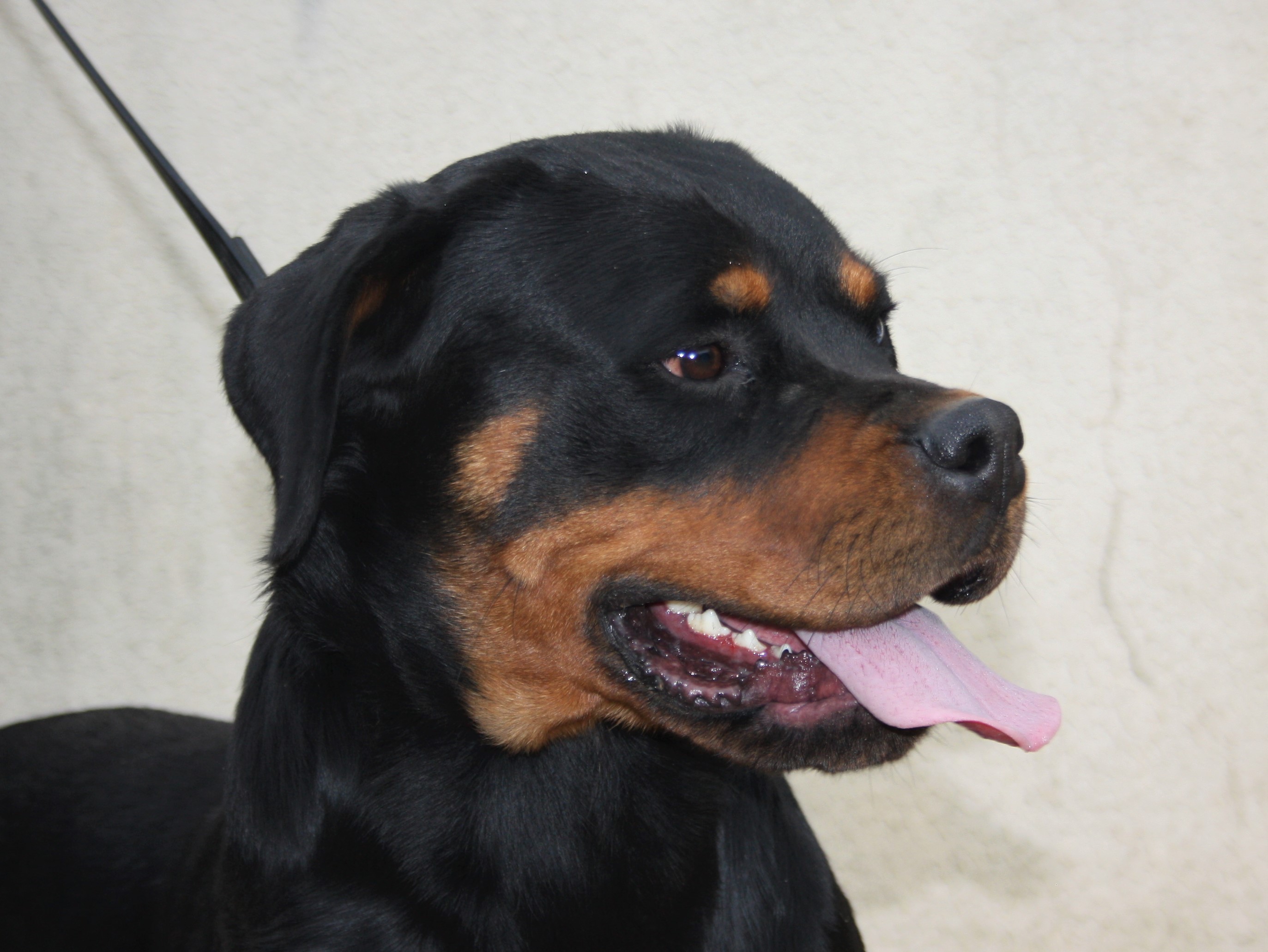 Publication : Lechis 