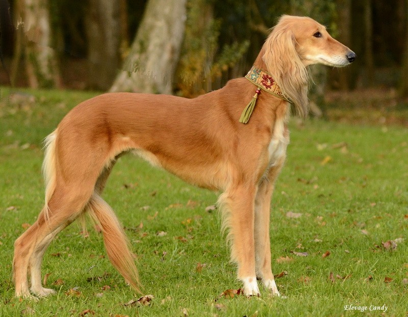 Publication : Haylacandy Auteur : Elevage Candy