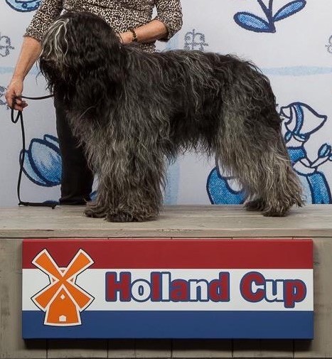 CH. Heijko lycke van de korte toren