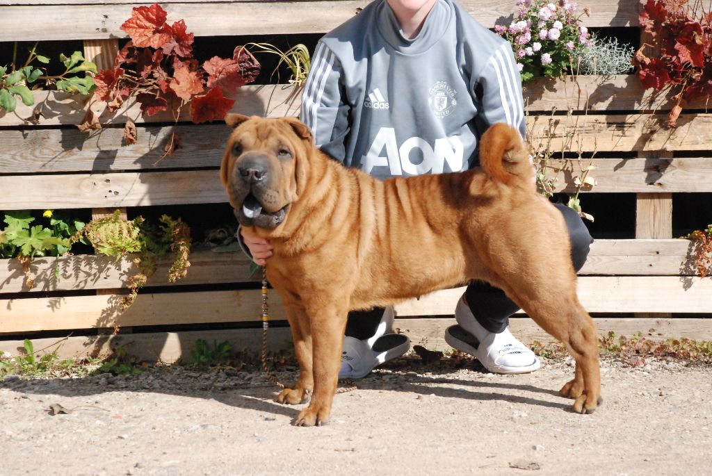 Publication : of the Tribe of Red Skin