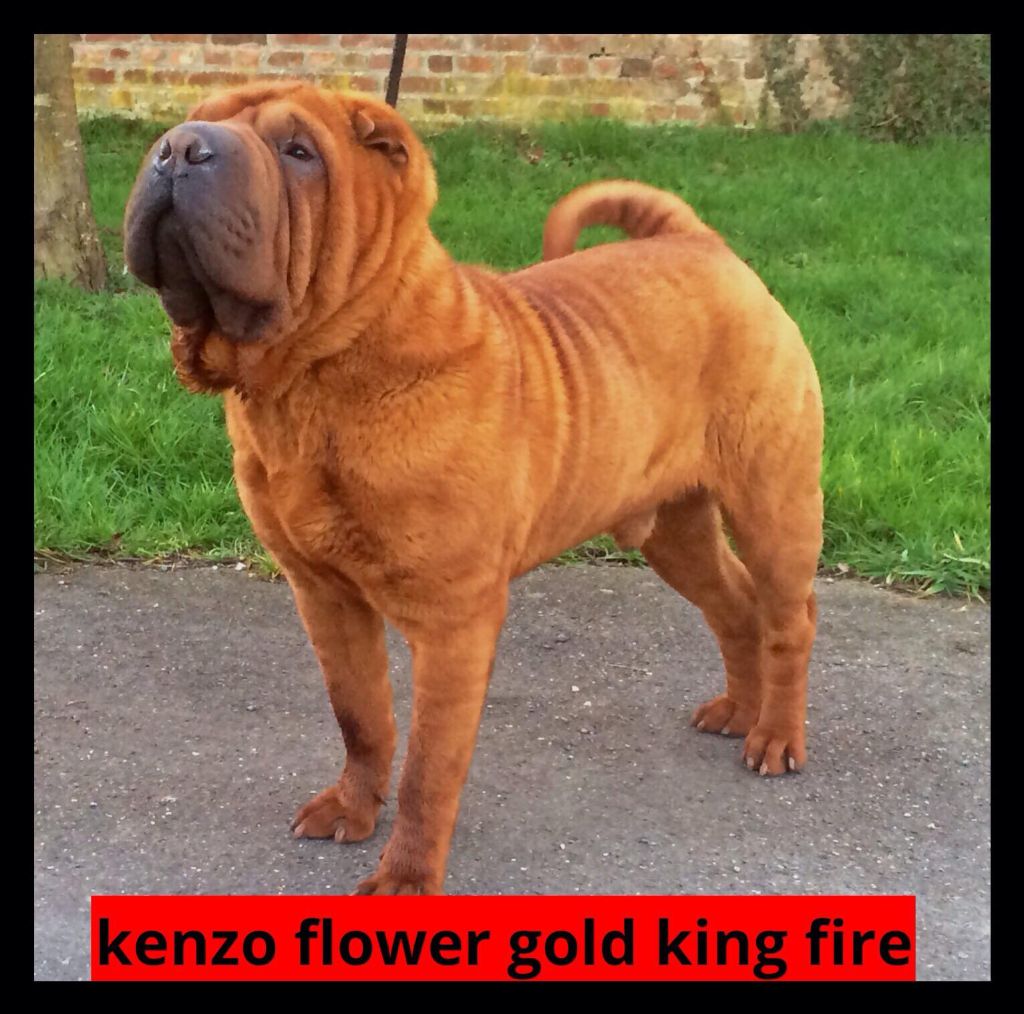 Kenzo flower gold king fire