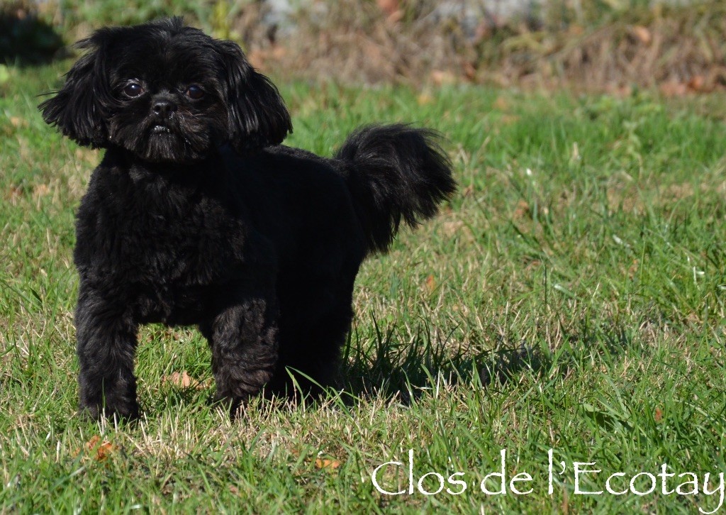 Publication : Du Clos De L'Ecotay Auteur : clos de l'Ecotay