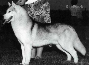 sno sky Midnite moe joe