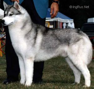 CH. jo kar's Gone with the wind