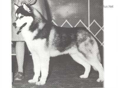 CH. karchu's Sierra sundance