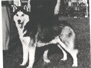 CH. savdajaure's Cognac