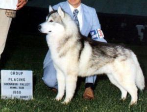 CH. Sunset Hill's Jo-jo starbuck