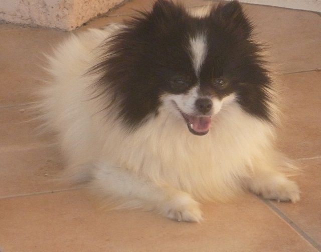 Isiris du jardin des merveilles